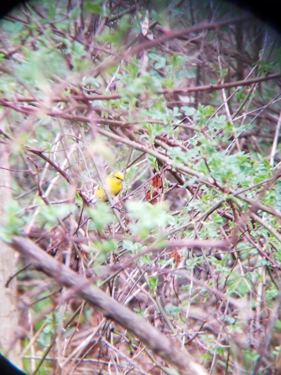 Blue-winged Warbler - ML635044143