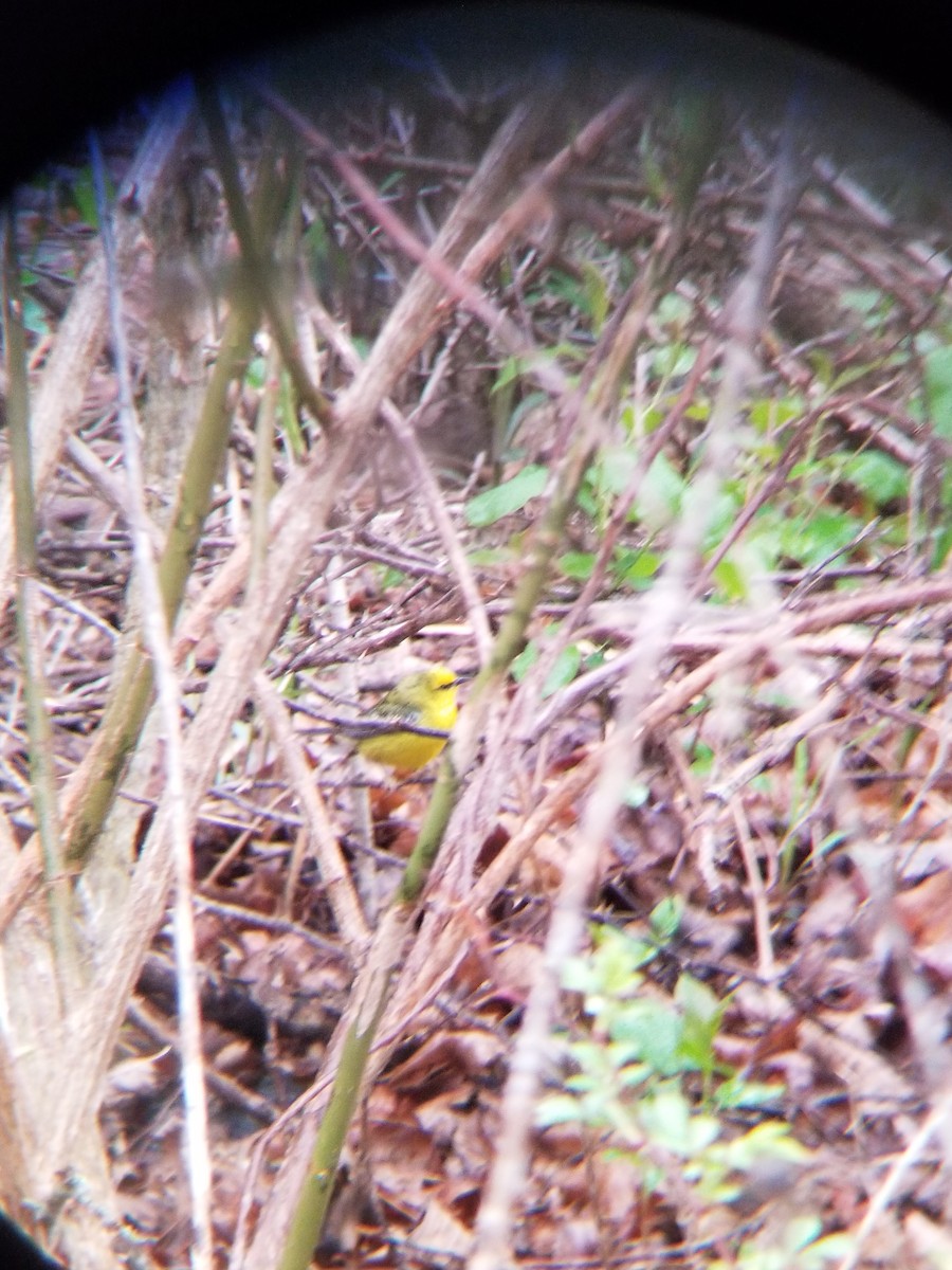 Blue-winged Warbler - ML635044156