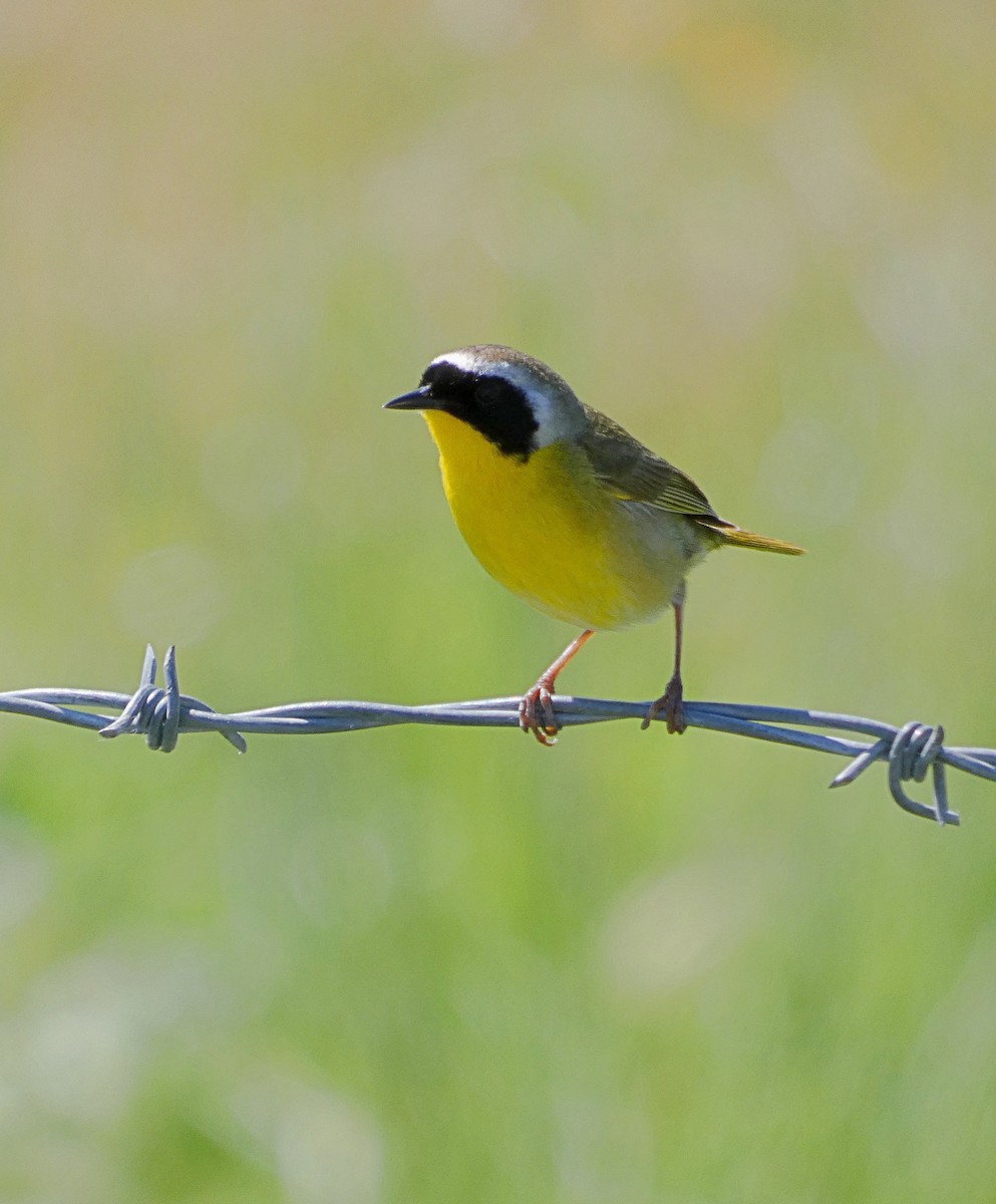 Common Yellowthroat - ML635044158