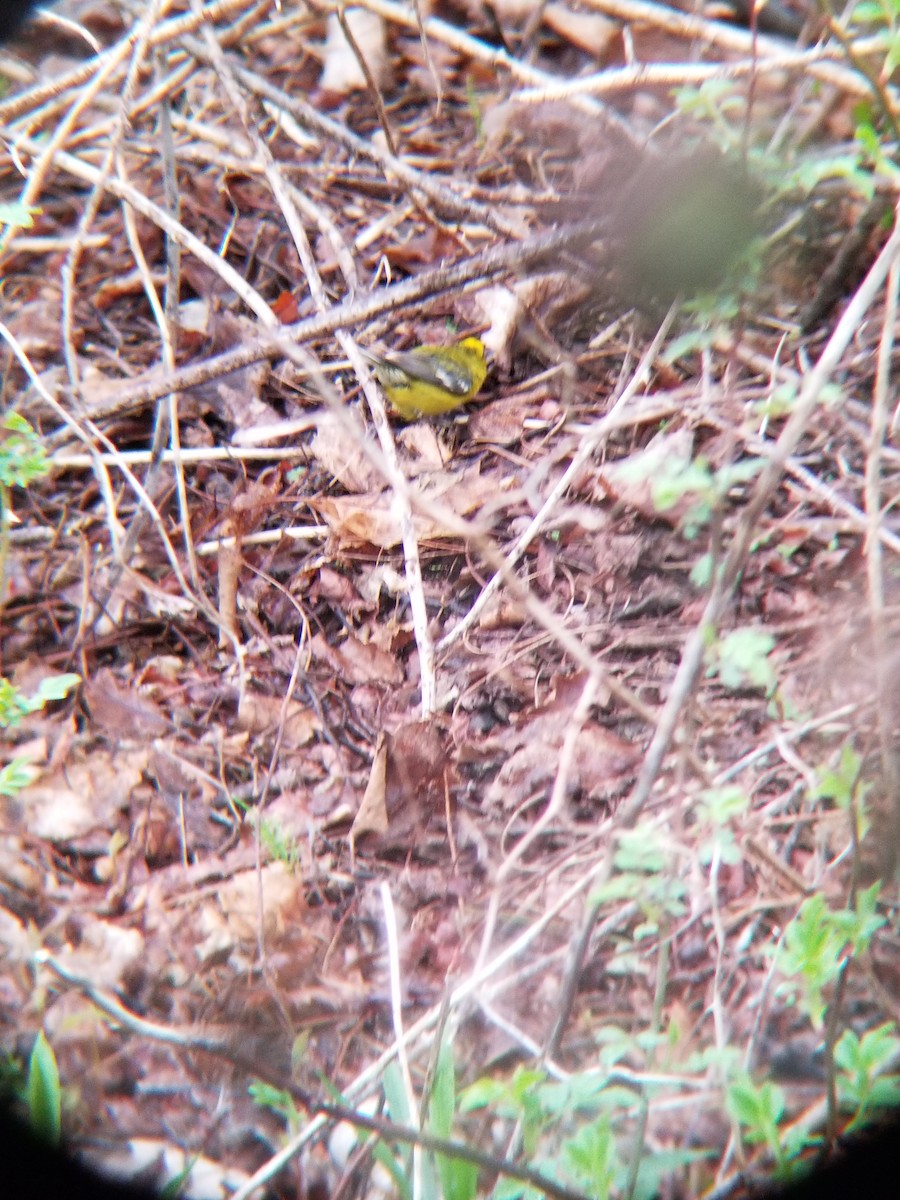 Blue-winged Warbler - ML635044173