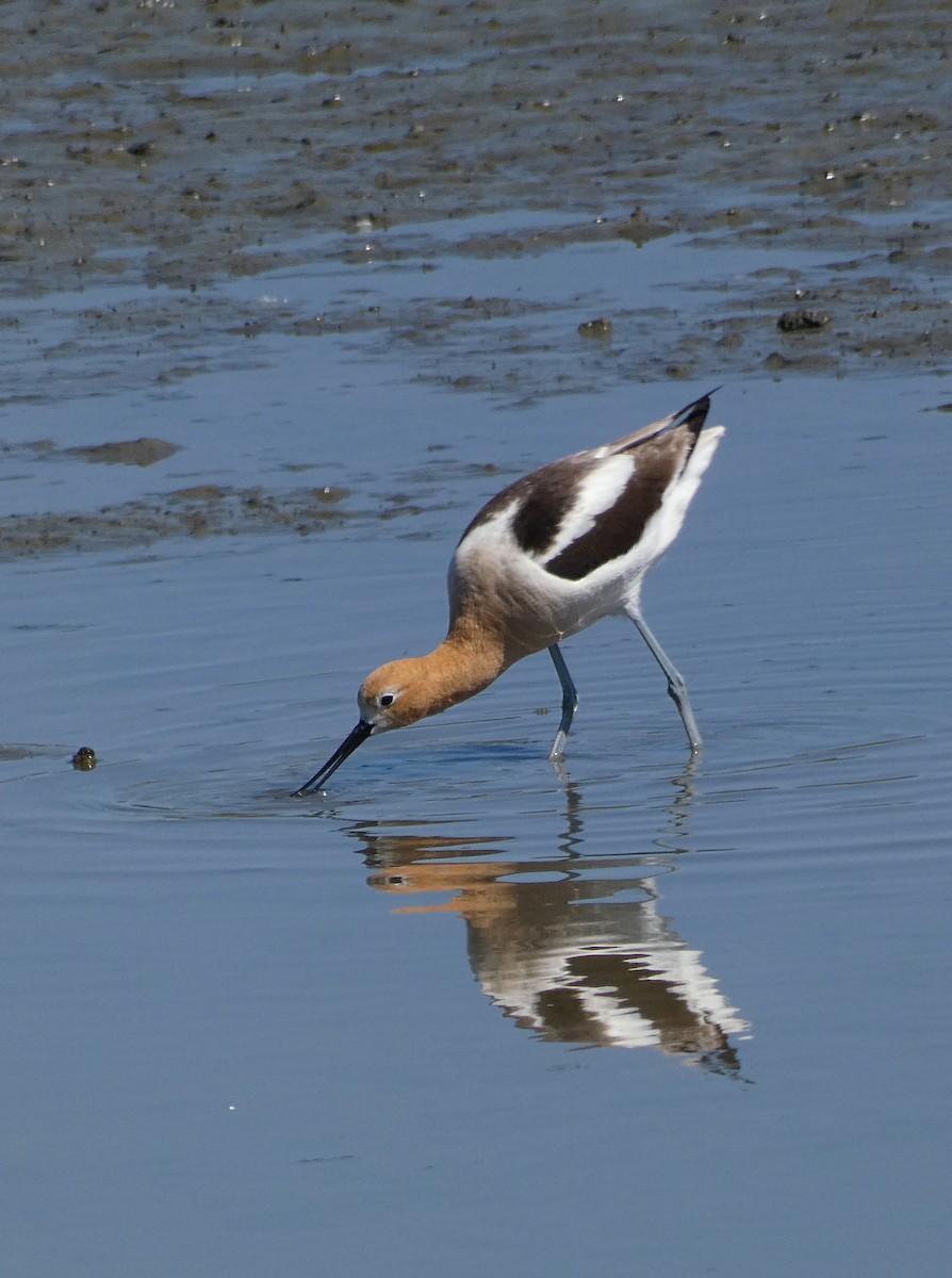 American Avocet - ML635044206