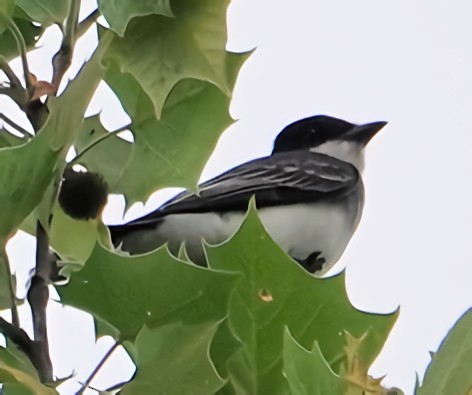 Eastern Kingbird - ML635044327