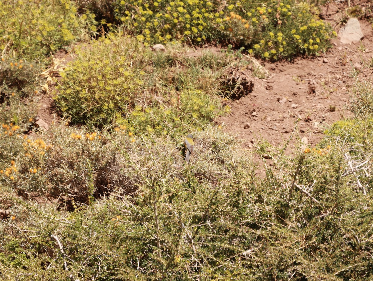 Gray-hooded Sierra Finch - ML635044328