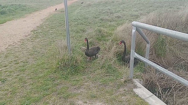 Black Swan - ML635044334