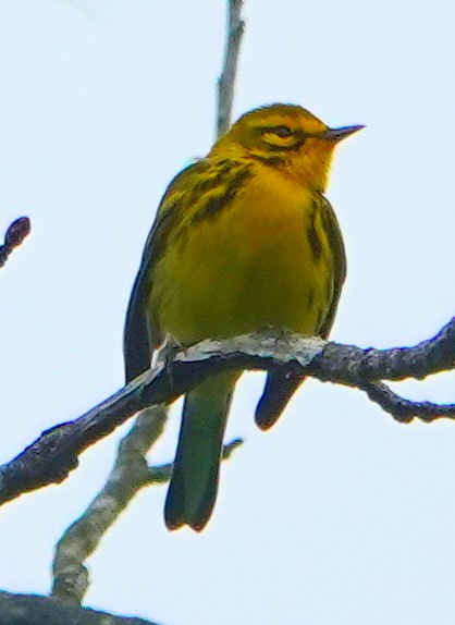 Prairie Warbler - ML635044352