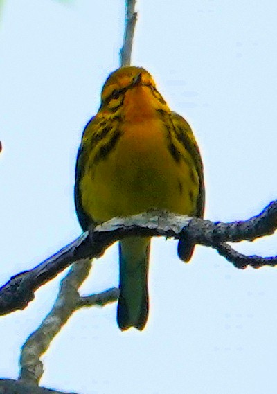 Prairie Warbler - ML635044353