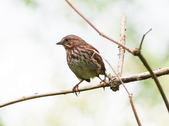 Song Sparrow - ML635044361