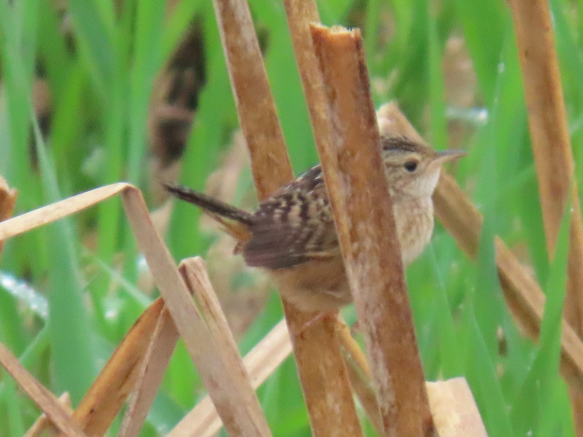 Sedge Wren - ML635044373