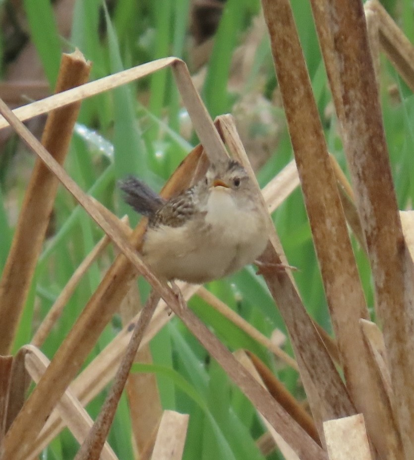 Sedge Wren - ML635044374