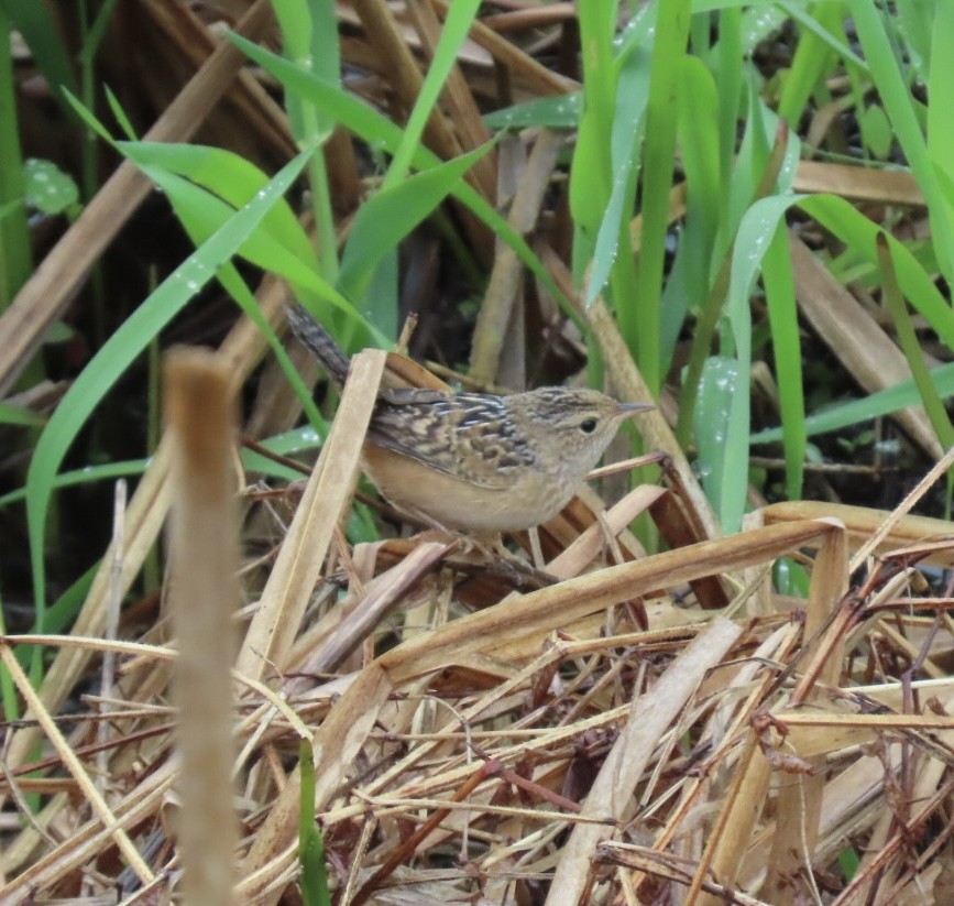Sedge Wren - ML635044376