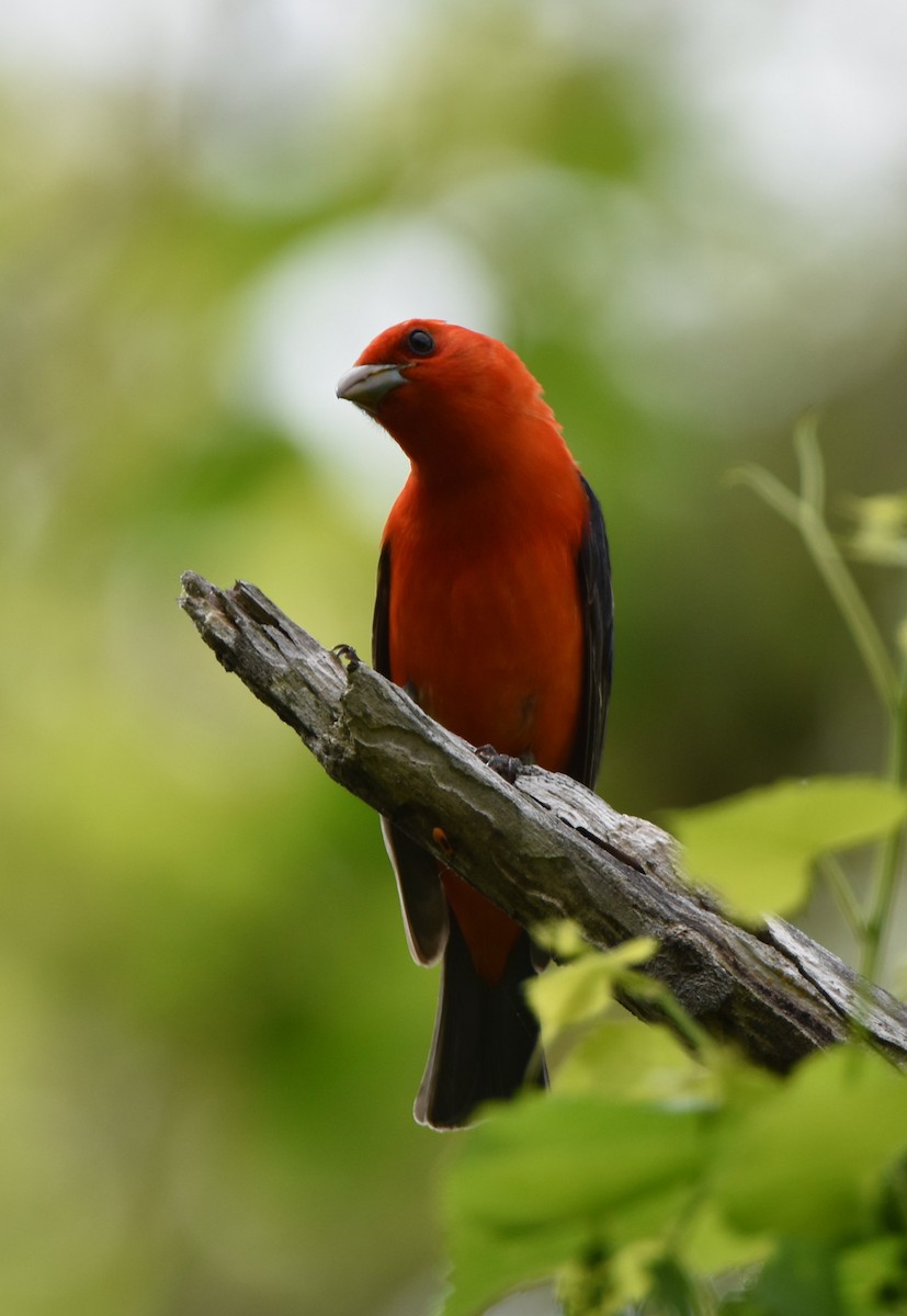 Piranga écarlate - ML635044435