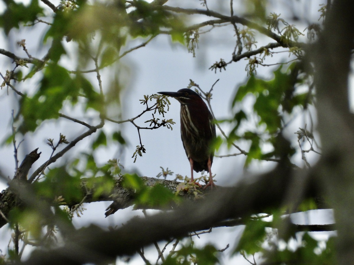 Green Heron - ML635044441