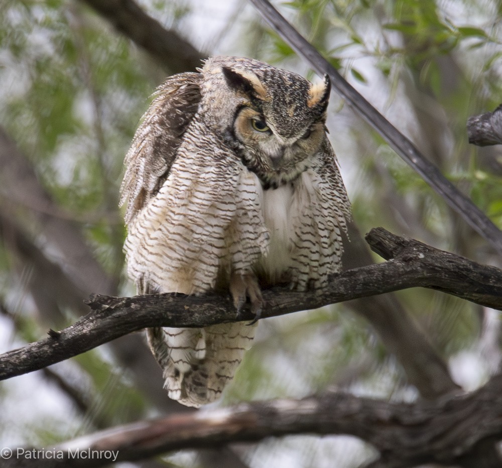 Great Horned Owl - ML635044460