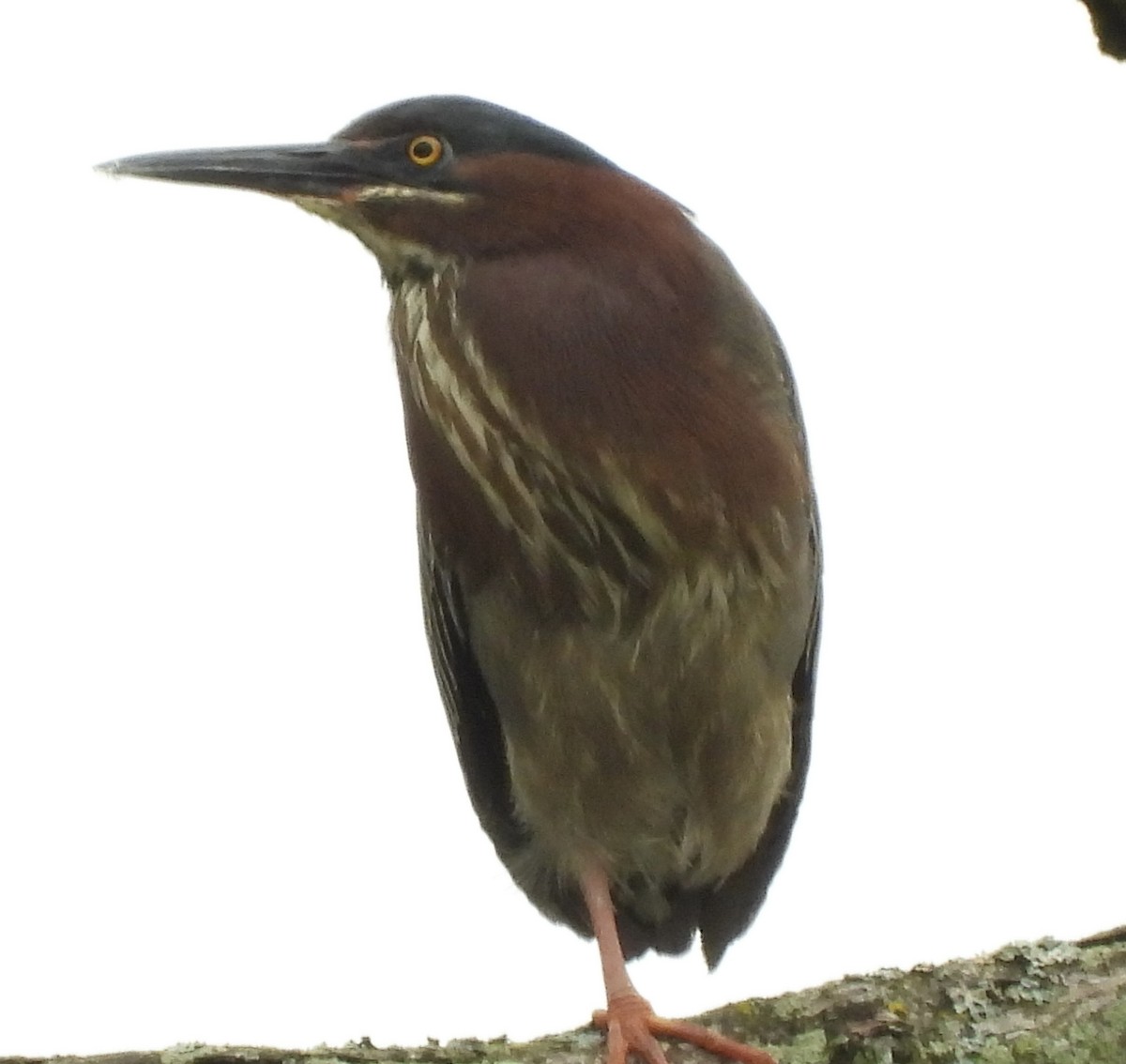 Green Heron - ML635044463
