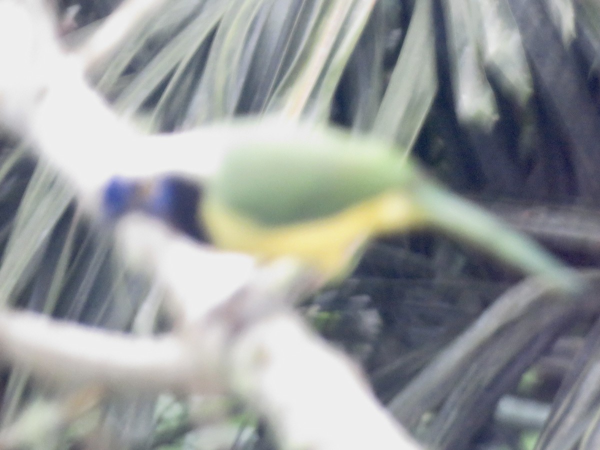 Green Jay (Inca) - ML635044928