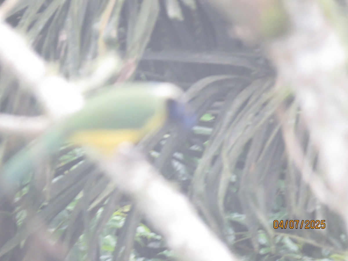 Green Jay (Inca) - ML635044929