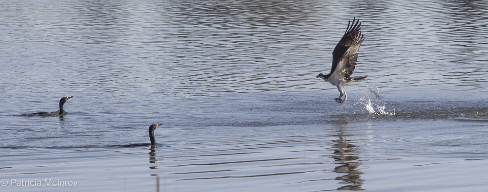 Osprey - ML635044943