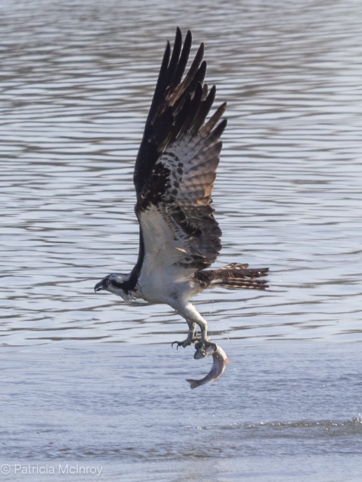 Osprey - ML635044944