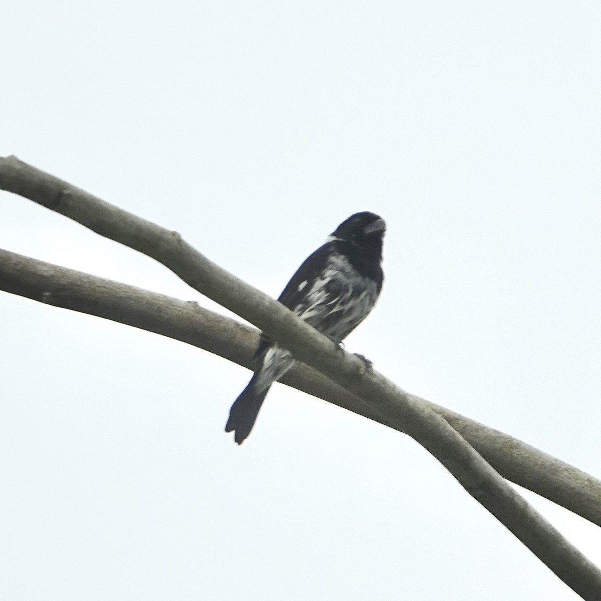 Variable Seedeater - ML635045006