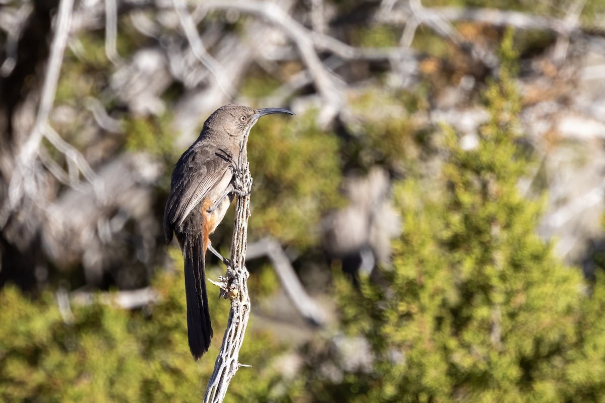 Crissal Thrasher - ML635045073