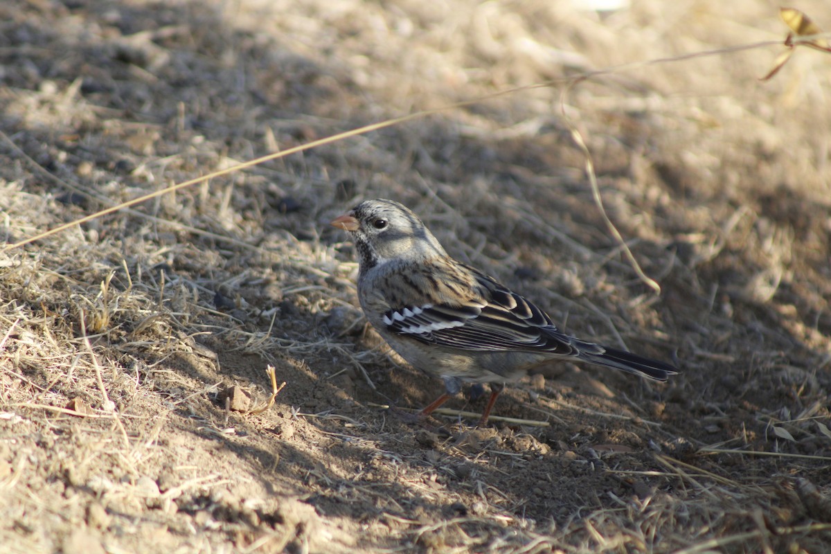 Mourning Sierra Finch - ML635045254