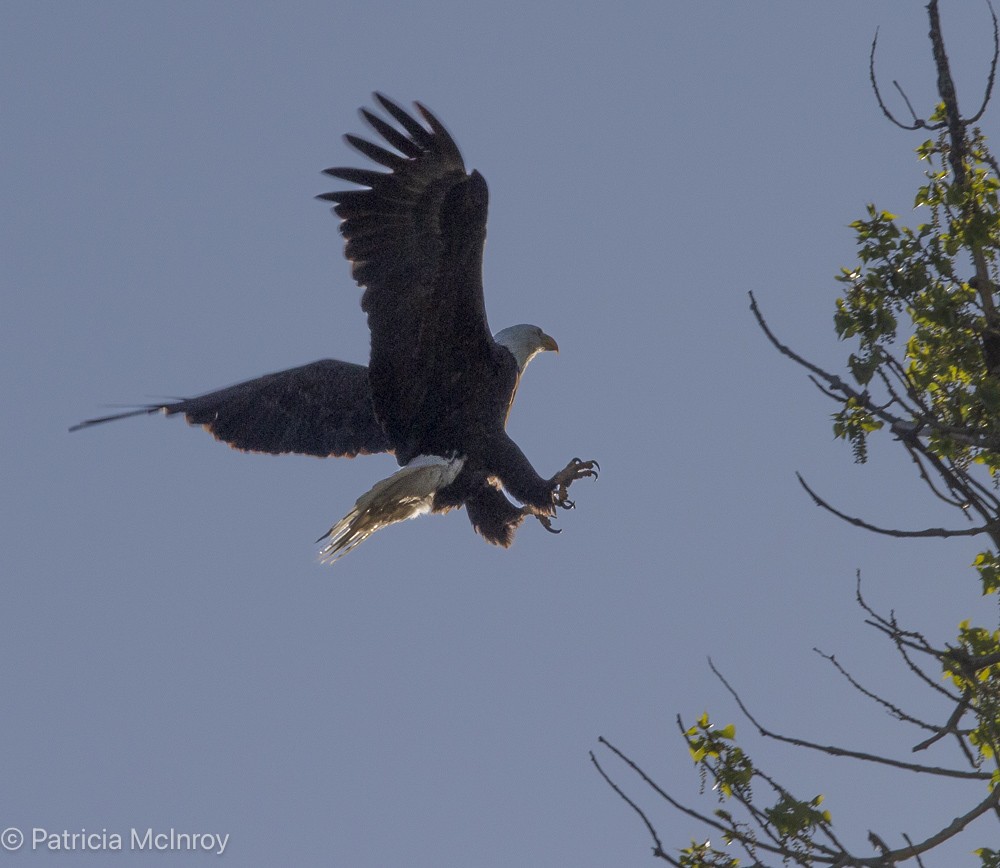 Bald Eagle - ML635045267