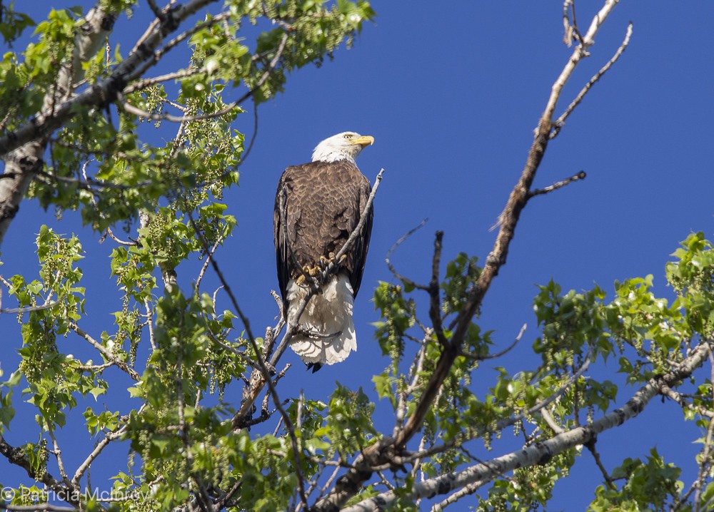 Bald Eagle - ML635045271