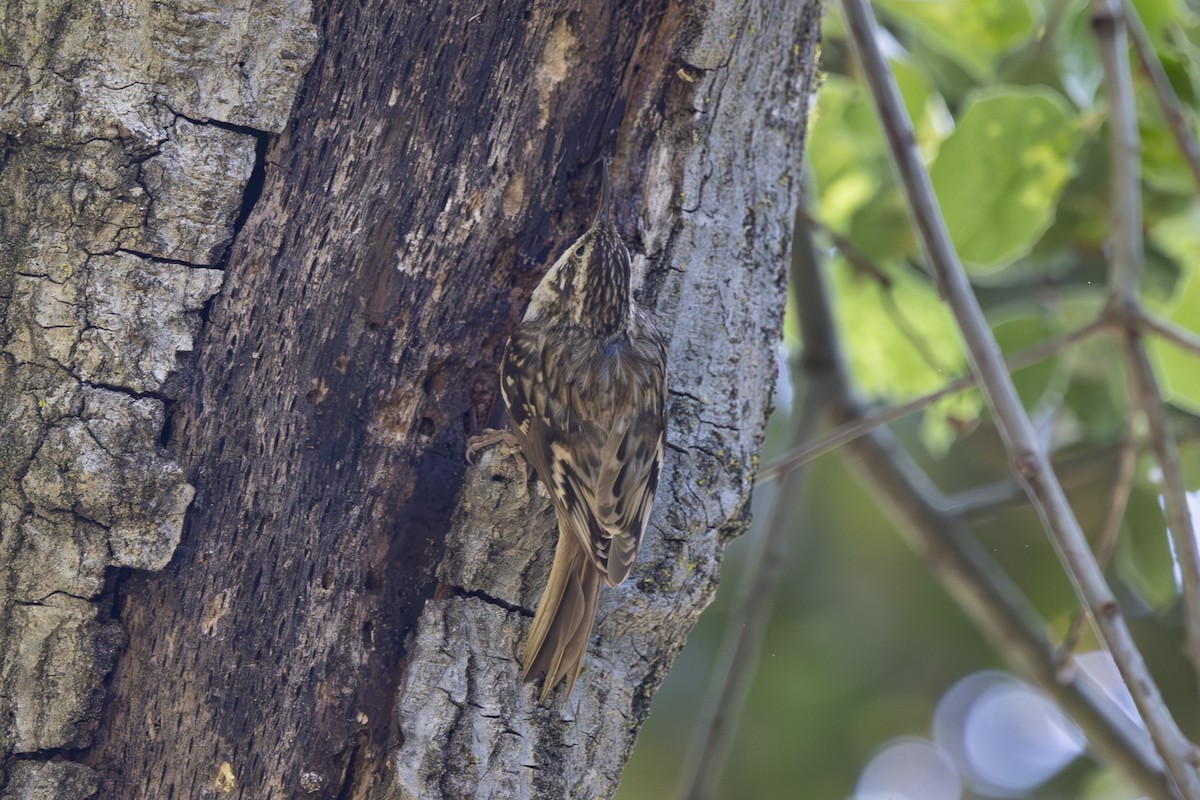Brown Creeper - ML635045283