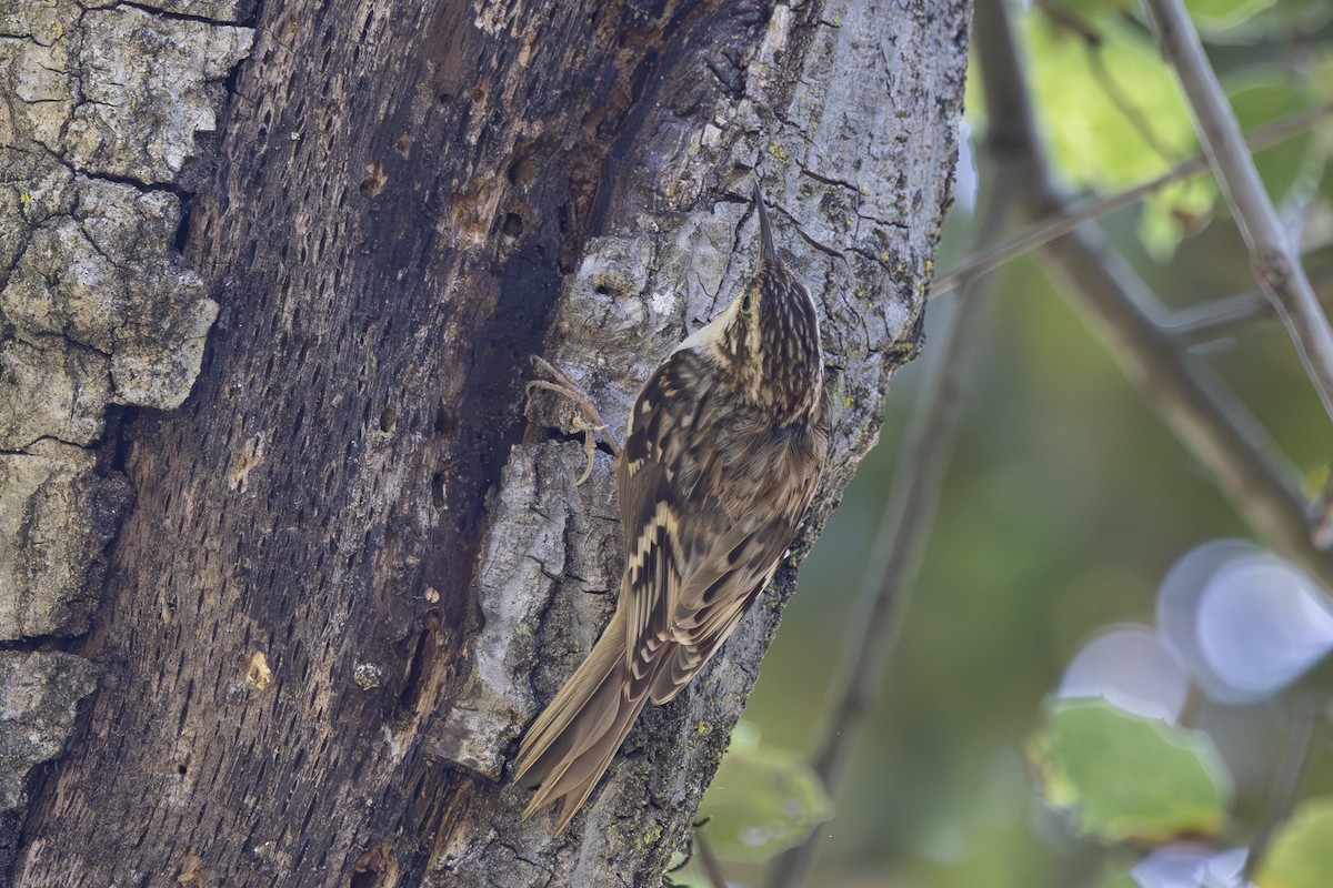 Brown Creeper - ML635045284