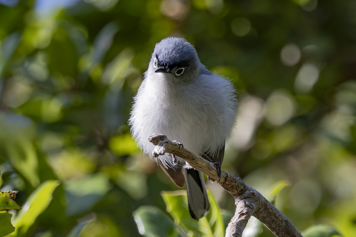 Blue-gray Gnatcatcher - ML635045311