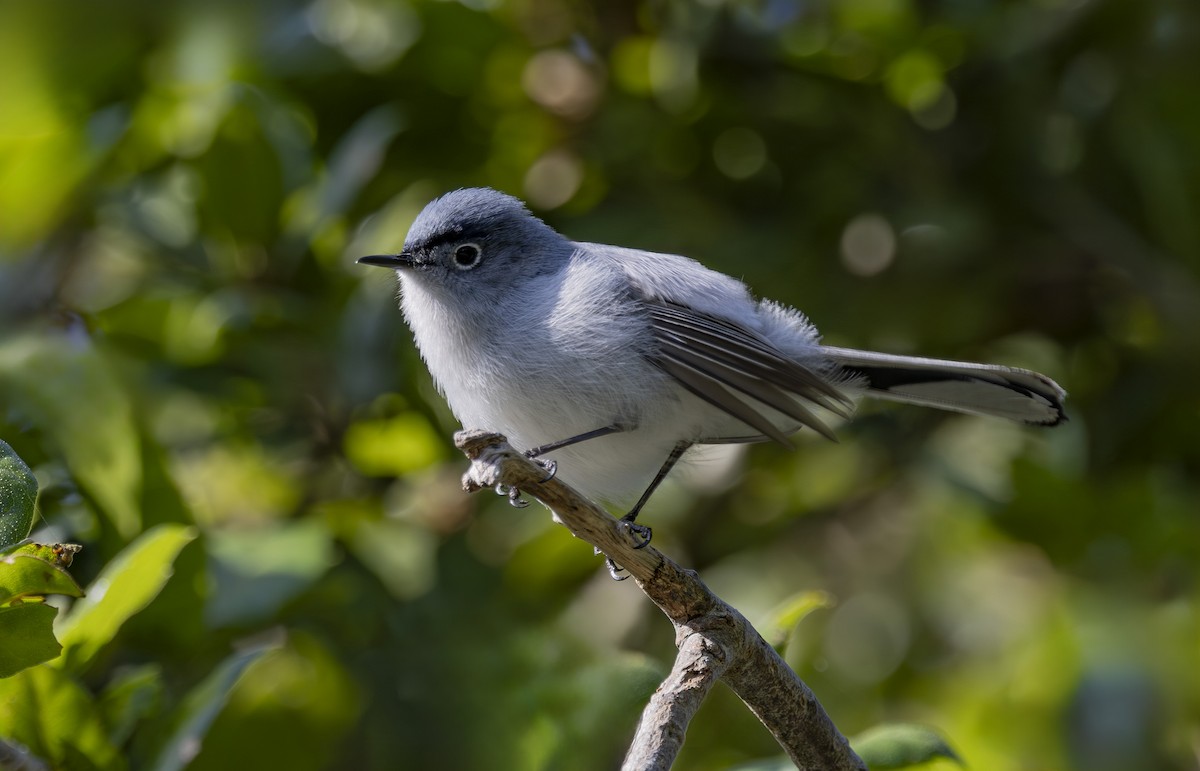 Blue-gray Gnatcatcher - ML635045313