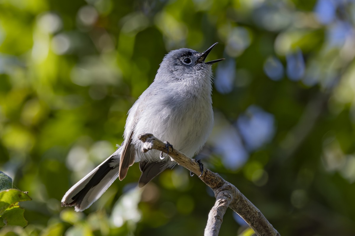 Blue-gray Gnatcatcher - ML635045314