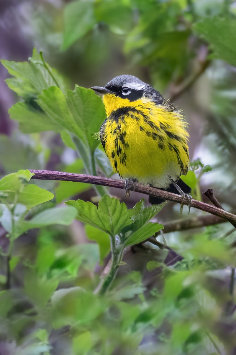 Magnolia Warbler - ML635045348