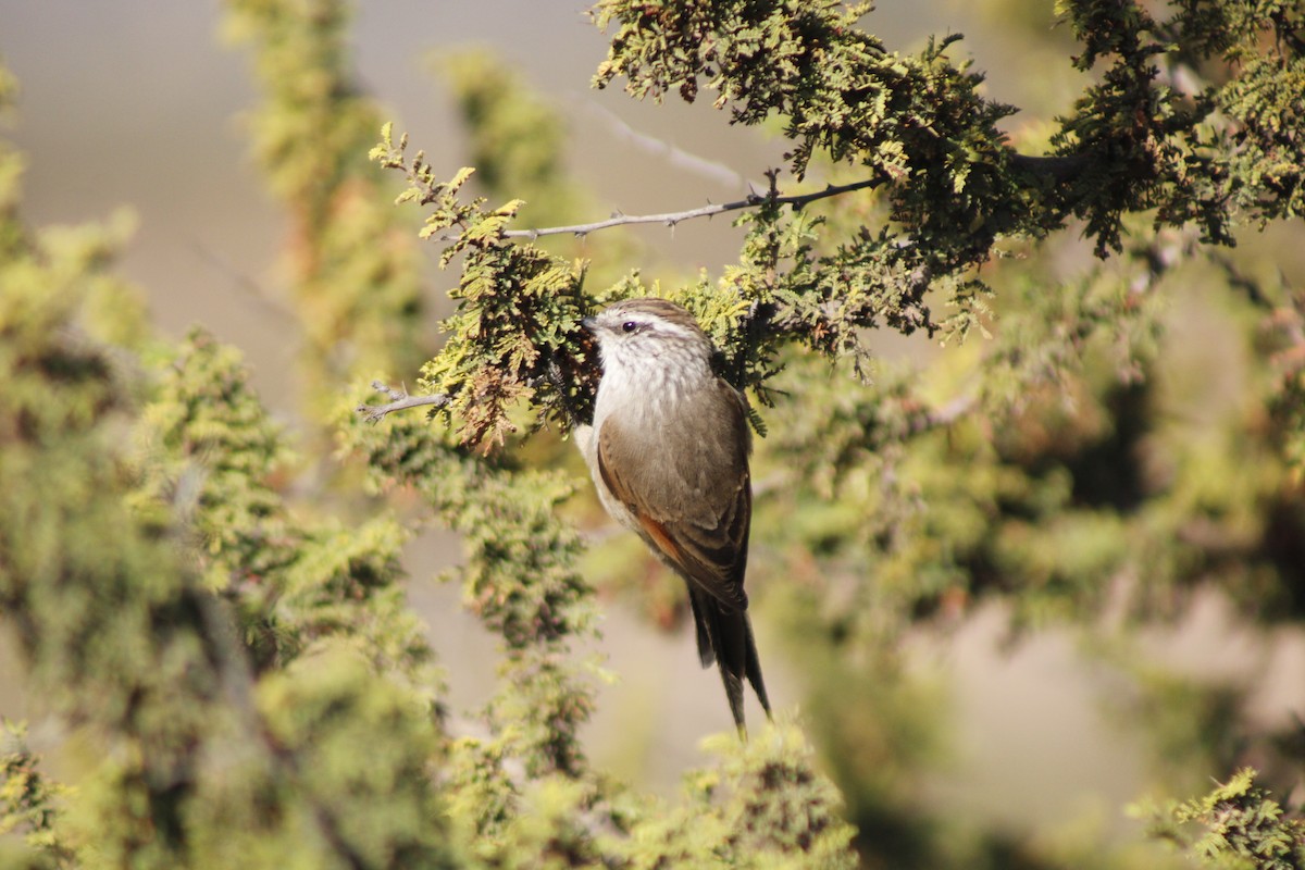 Plain-mantled Tit-Spinetail - ML635045439