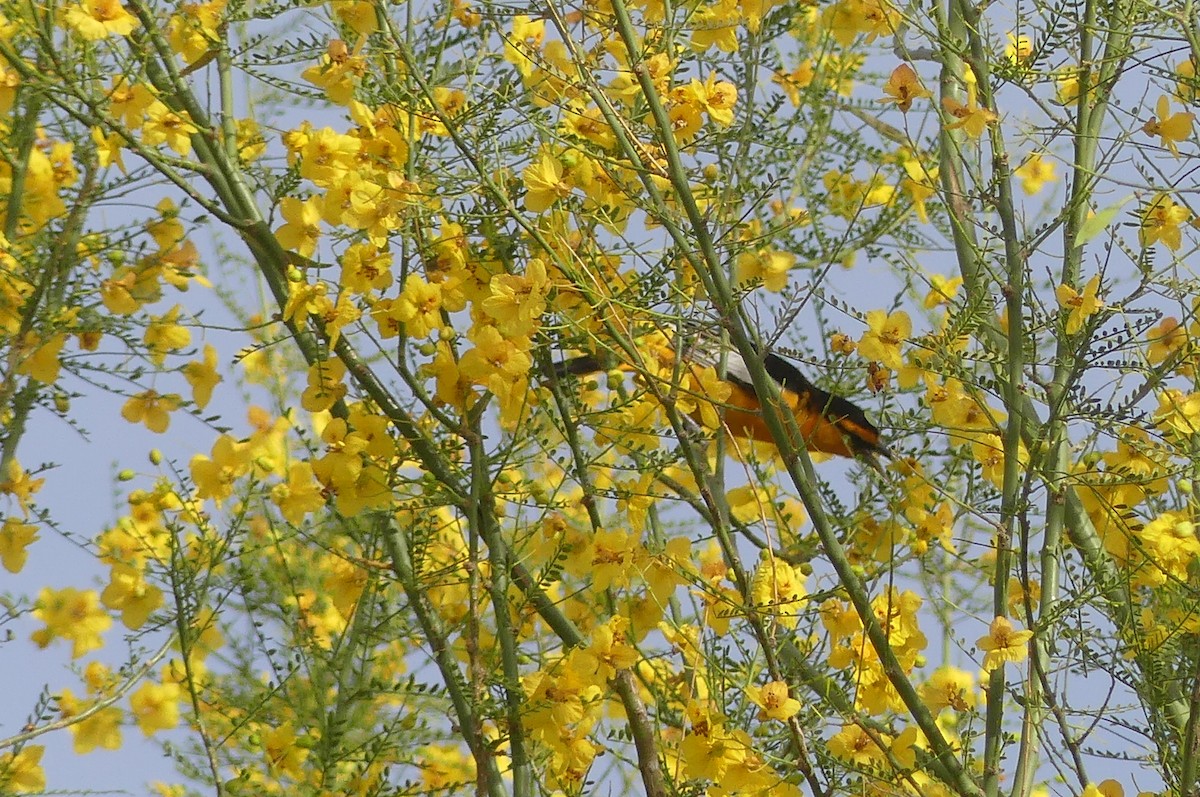Bullock's Oriole - ML635045441