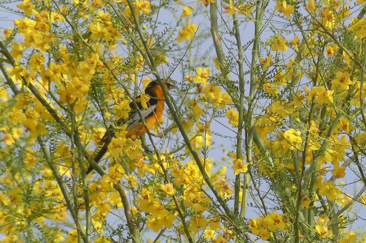 Bullock's Oriole - ML635045442