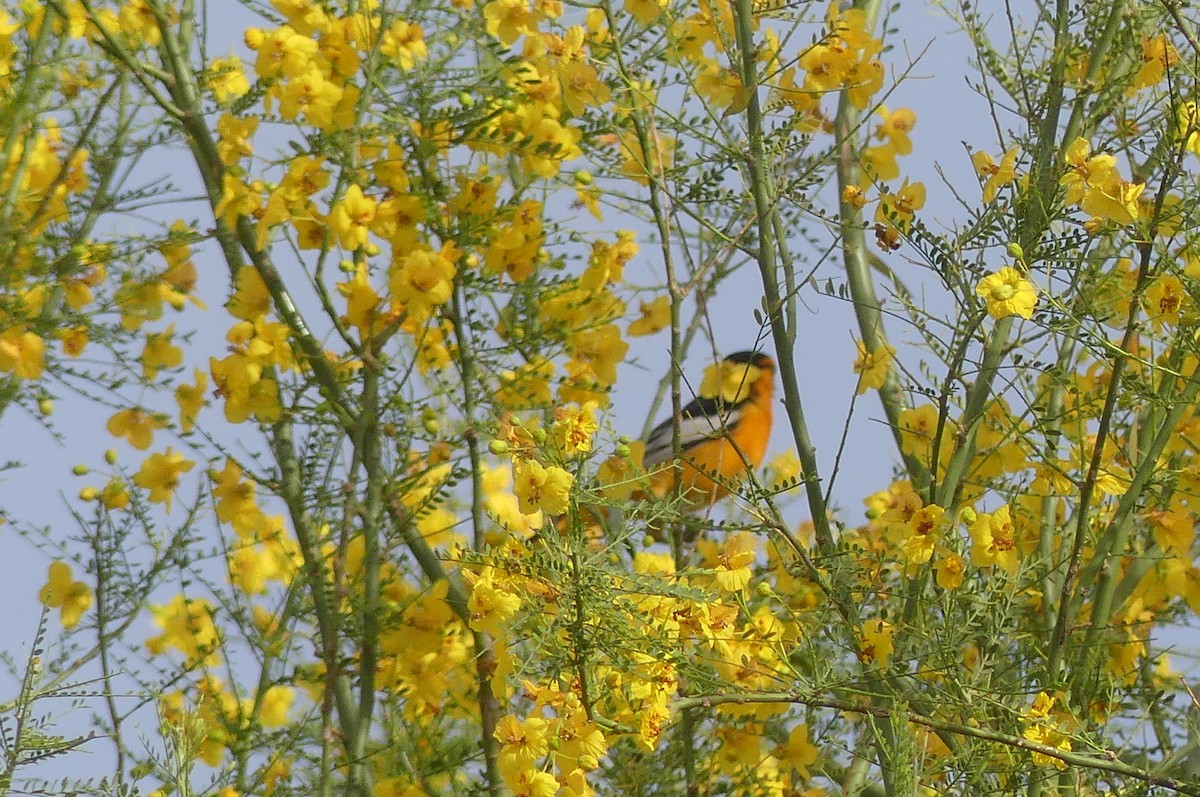 Bullock's Oriole - ML635045443