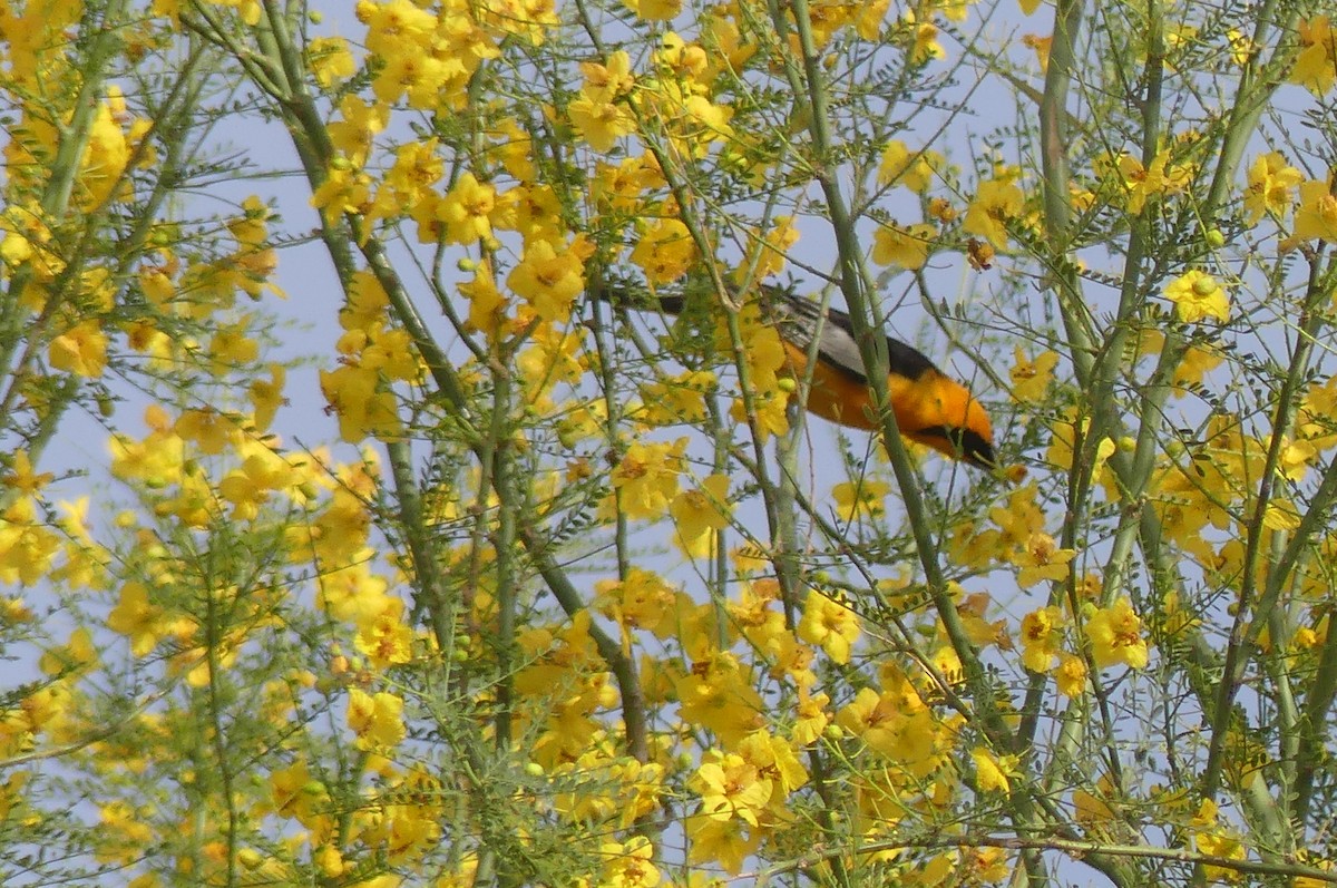Bullock's Oriole - ML635045444