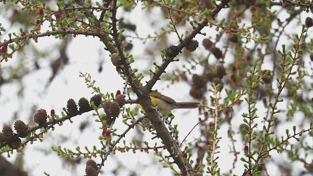 Yellow-breasted Chat - ML635045457