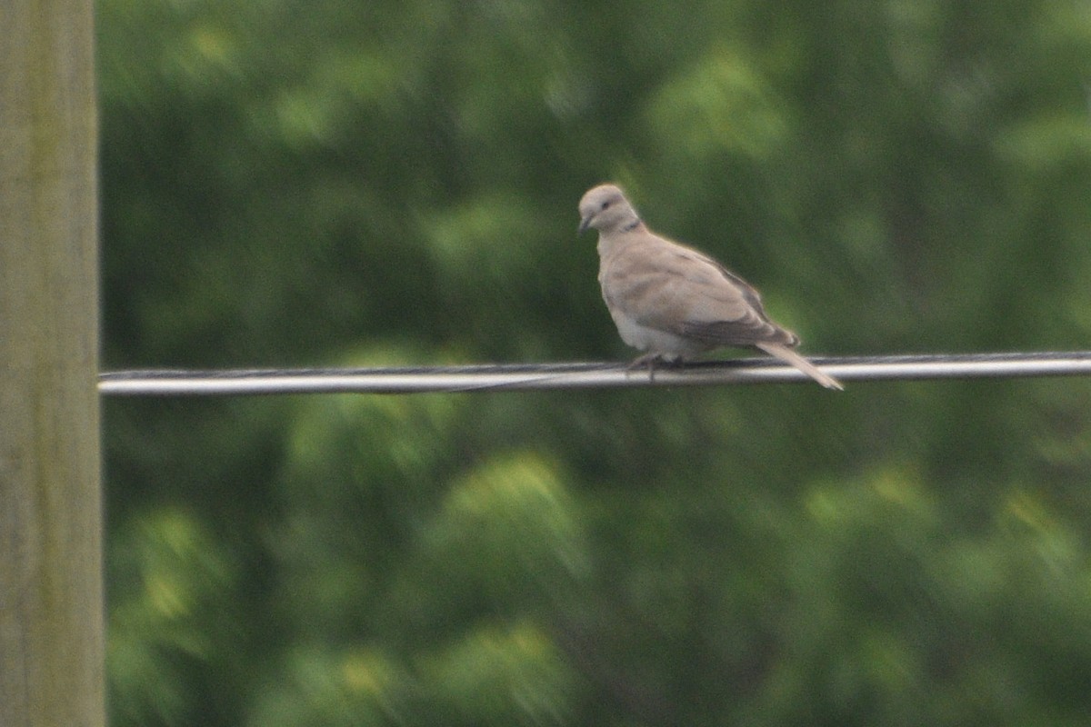 Eurasian Collared-Dove - ML635045500
