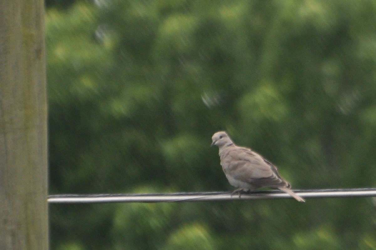 Eurasian Collared-Dove - ML635045501