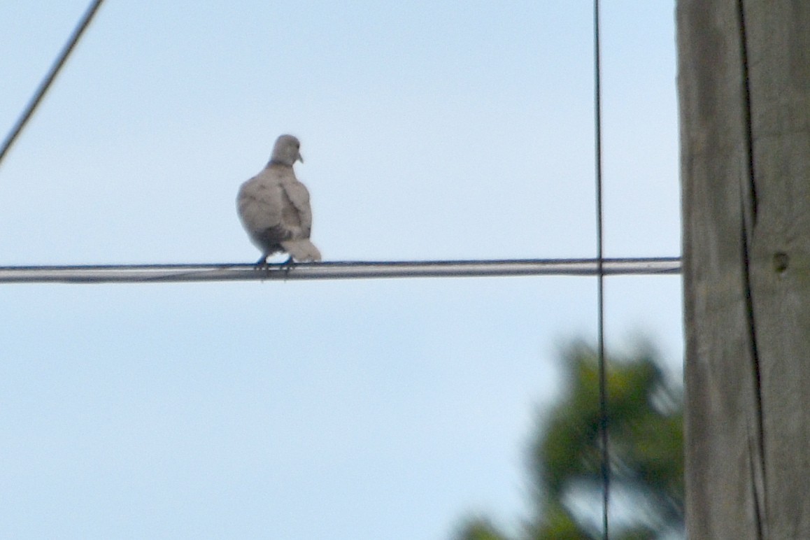 Eurasian Collared-Dove - ML635045502