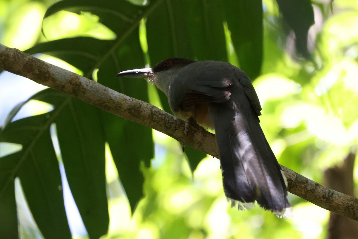 Jamaican Lizard-Cuckoo - ML635045531
