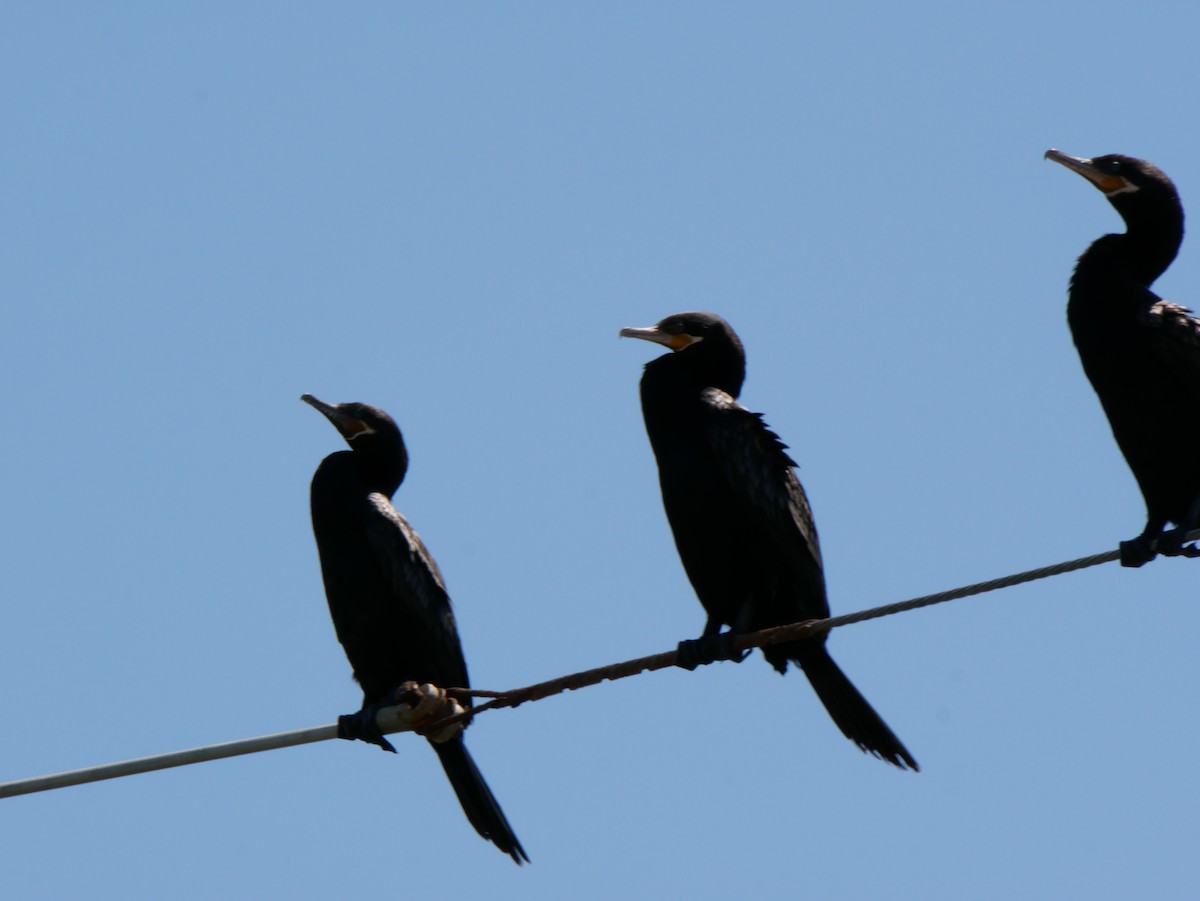Cormoran vigua - ML635045538
