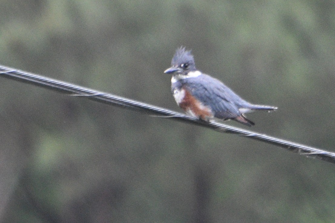 Belted Kingfisher - ML635045581
