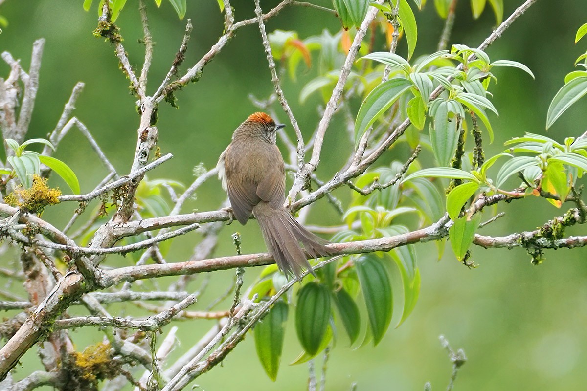 Pale-breasted Spinetail - ML635045771