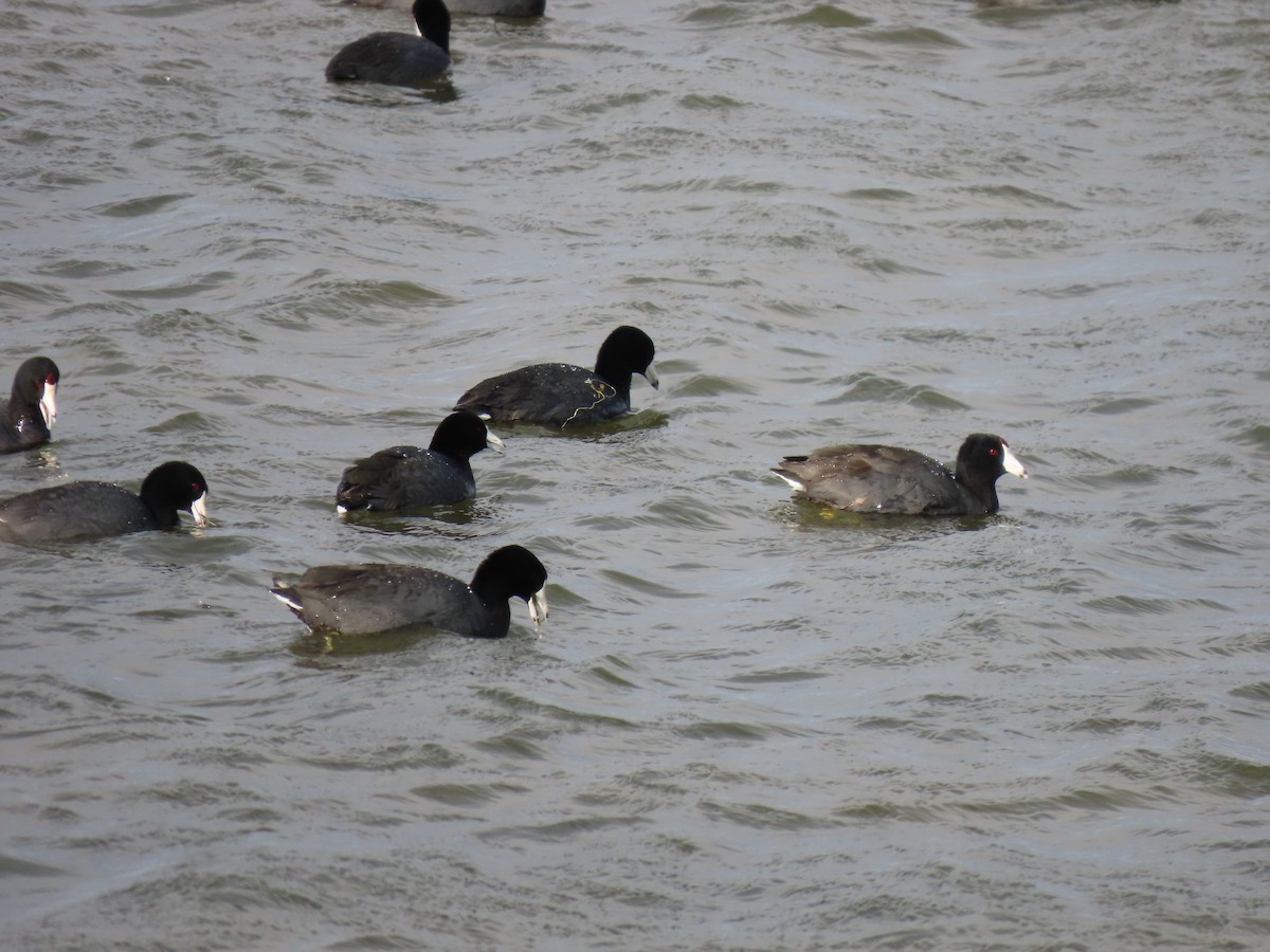 American Coot - ML635045801