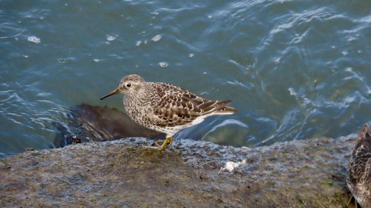 Purple Sandpiper - ML635045818