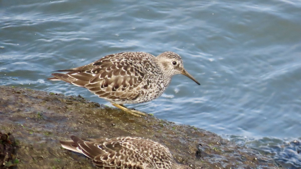 Purple Sandpiper - ML635045835
