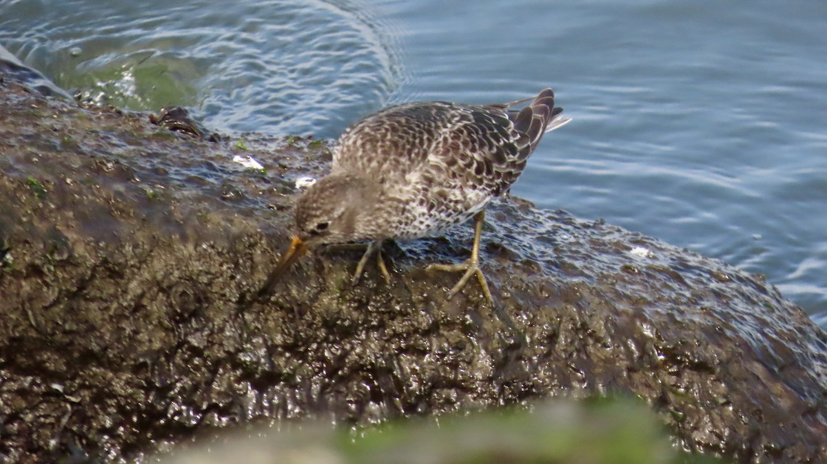 Purple Sandpiper - ML635045846